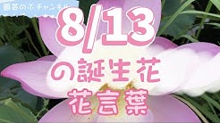 Gardening Nobu Channel Youtube