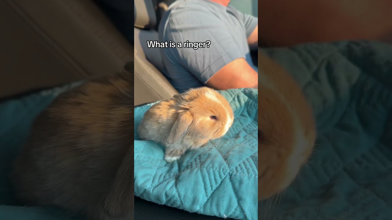 What Is A Ringer 