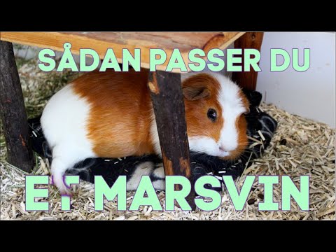 Video: Marsvin: Hvordan Man Plejer Et Kæledyr