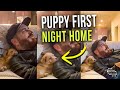 Puppies First Night Home as It Snuggles Next to Daddy’s Shoulder