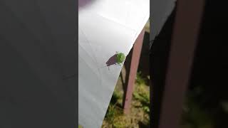 Shield Bug Green Insect Stink bug