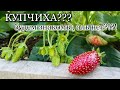 КУПЧИХА!?!! Обзор сортов земляники/ Уход/ Полив/ Подкормки/ Спасение от птиц/#strawberries