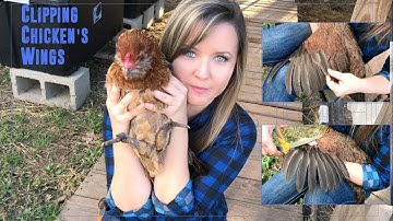 The Proper Way to Clip or Trim A Chicken