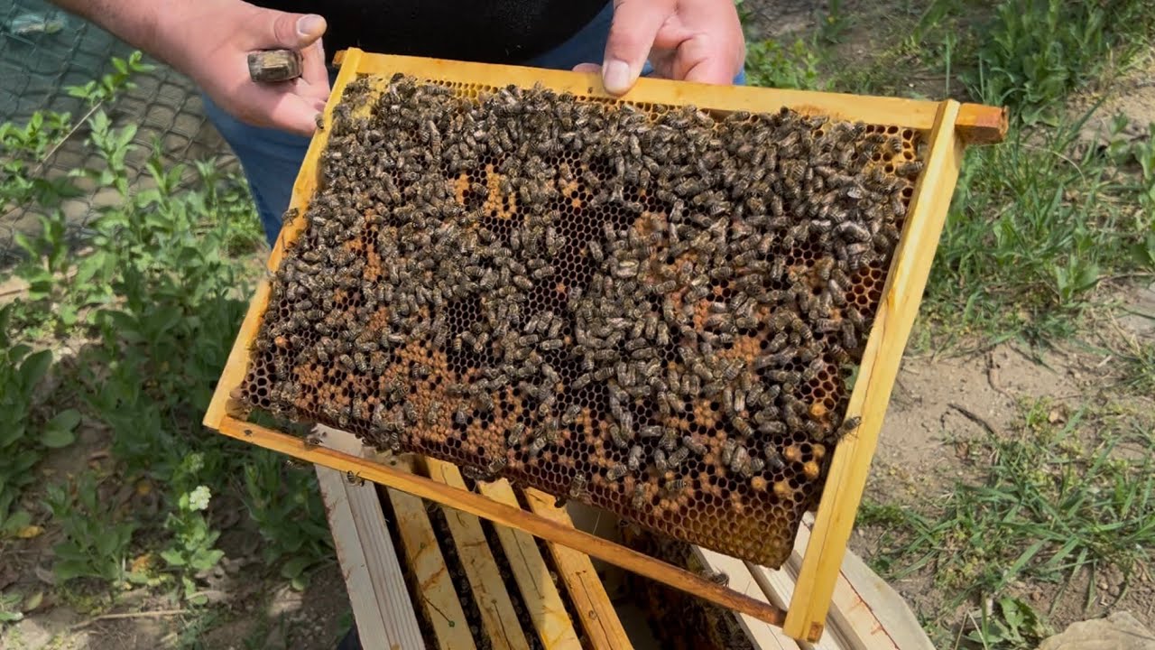 617. Odloženec s matkou - možnosti jeho využitia