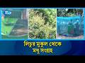 লিচুর রাজধানী ঈশ্বরদীতে মুকুলের সমারোহ: মধু সংগ্রহে ব্যস্ত মৌ-খামারিরা | Rtv News