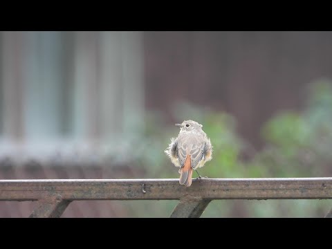 The Common Redstart