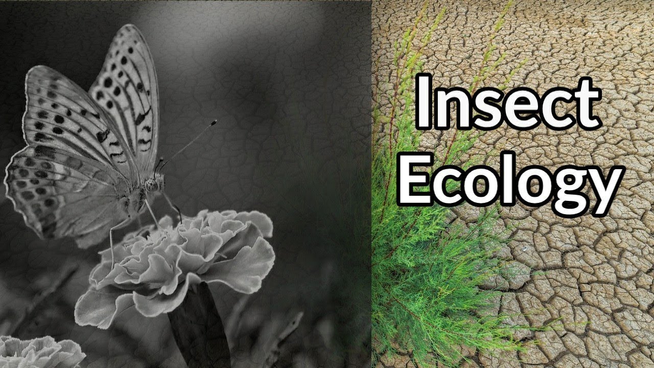 What is Ecology & Insect Ecology?? Why Insect Ecology is Important ...