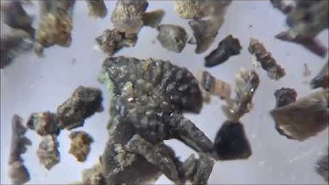 Hunting for Conodonts. A brief story of a microfossil.