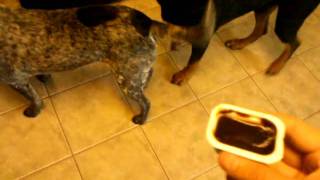 Dogs hate KFC Honey BBQ sauce by GameTribe 982 views 12 years ago 1 minute, 4 seconds