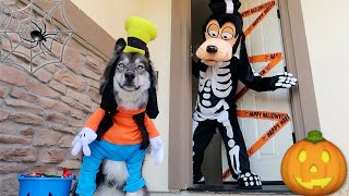 Kakoa's Pretend Play Halloween Trick or Treating!