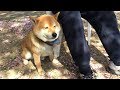飼い主をぴったりマークし隙あらばナデナデさせようとする柴犬 In order to get petting, the Shibe is not leaving from his owner.
