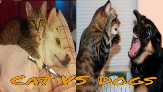 Funniest Cats VS Dogs TikTok Compilation - TRY NOT TO LAUGH by PetHolics 411 views 2 years ago 10 minutes, 14 seconds