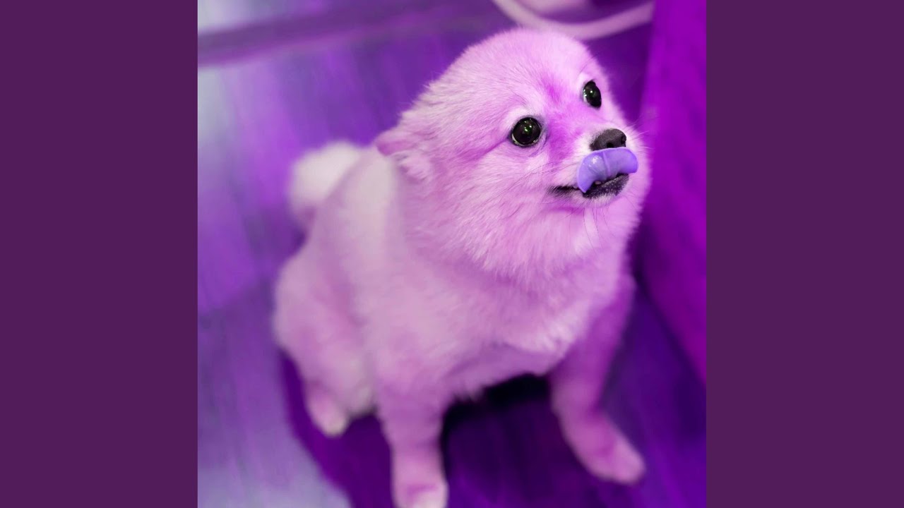 Jazz Guitar Soundtrack for Doggy Evening Energy