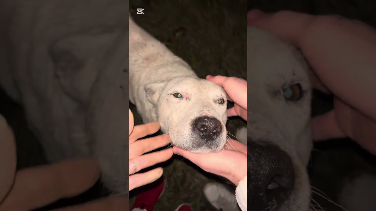 Checking my babies on a rainy day 🐕🌧️