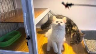CEK HARGA KUCING RAS MURAH | JUAL KUCING RAS PERSIA ADA MIX RAGDOLL DI KARAWANG