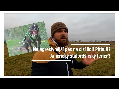 Video: Jak Zjistit, Zda Byste Měli Mít Amerického Pit Bull Teriéra