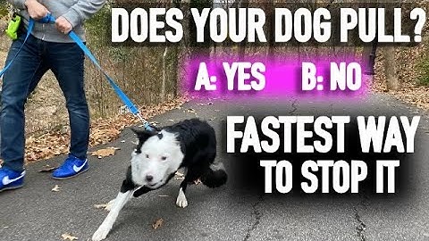 How to Stop Pulling: Don’t Fall for the Leash Training Lie