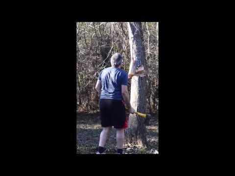 Fell A Tree With One Swing of Ax #shorts