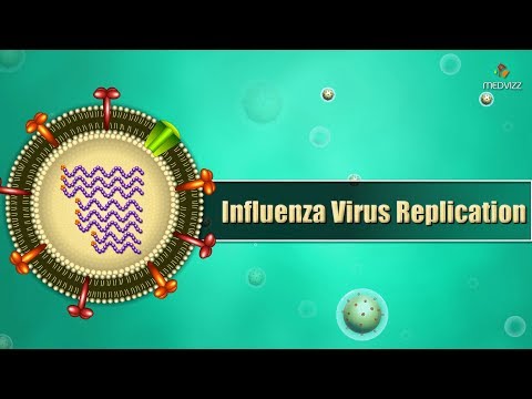 Influenza virus replication Cycle Animation - Medical Microbiology USMLE step 1