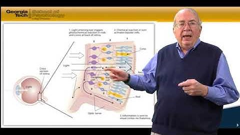 Psychology as a Science | 5   2   Lecture Video 3 2 Vision