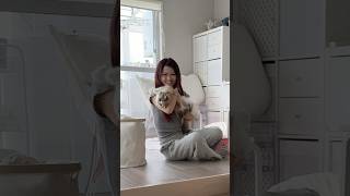 捕まえてモフモフしたい娘vs意地でも逃げたい愛猫w