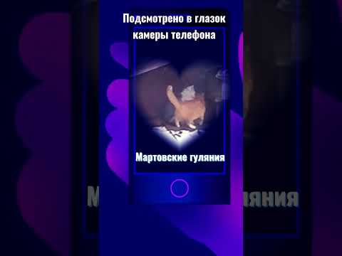 Март, время любви, мартовские коты. #мартовскиекоты #валентина_ткачева #shorts #cat
