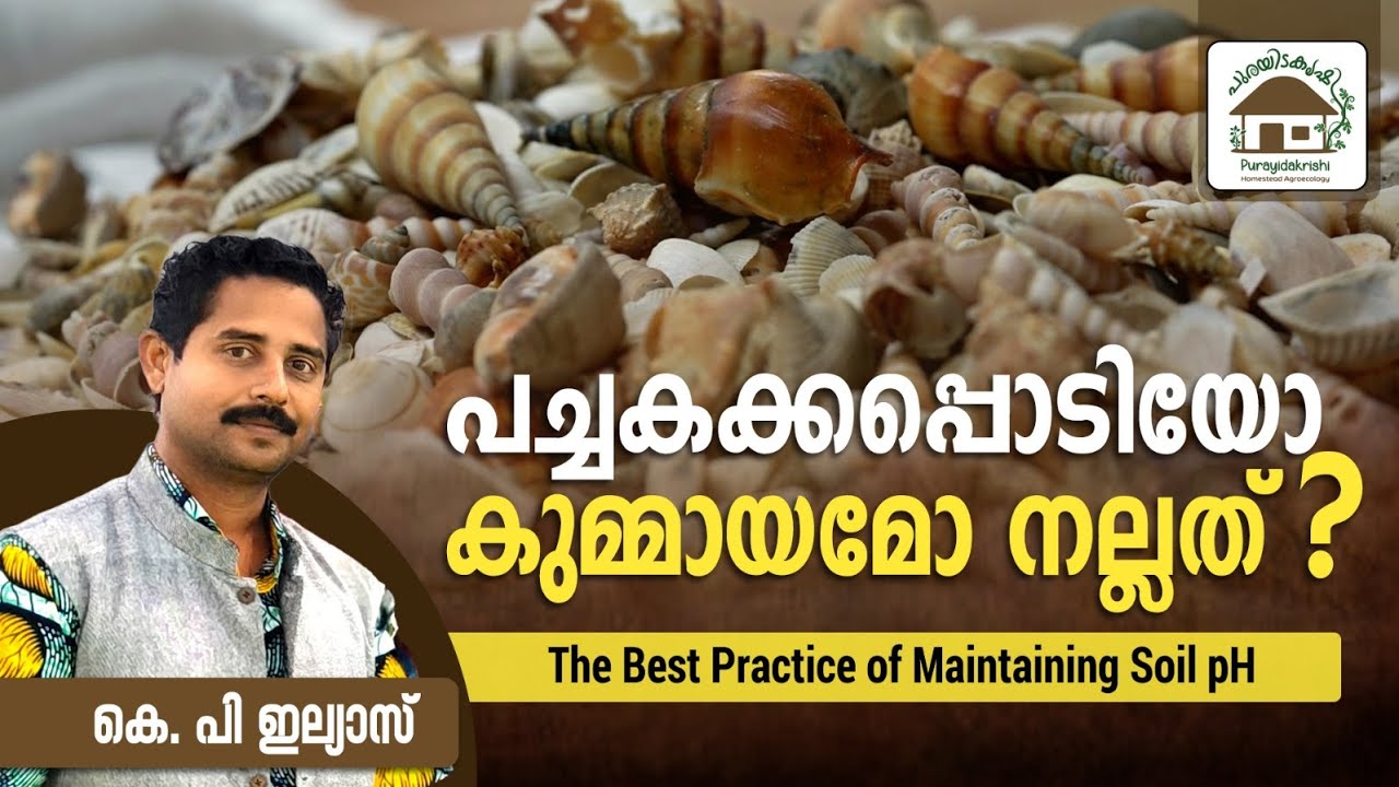 പച്ചകക്ക പൊടിയോ കുമ്മായമോ നല്ലത്? The Best Pactice of Maintaining Soil pH |  Illiyas KP