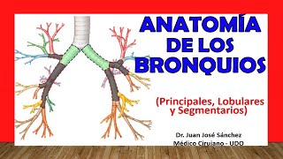 Anatomy of the BRONCHI  (Main, Lobular and Segmental). Easy and Simple