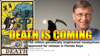 Death is Coming!!! 750 Million Genetically Modified Mosquitoes Released!