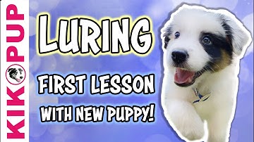 Training a puppy to follow a lure - Puppy Training