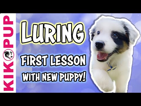 Video: Miten Wean Pups