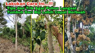 Tips dan Trik Agar Pohon Langsat Tumbuh Dari Biji Lebih Cepat Berbuah