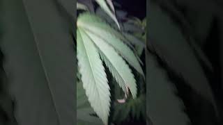 Uk outdoor guerilla grow/ Realgorillaseeds garden no1 all in flower