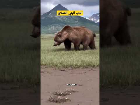 تصوير قريب للدب البني العملاق وهو يأكل العشب