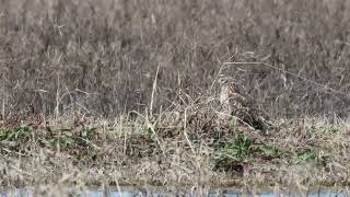 20240226 Northern Harrier