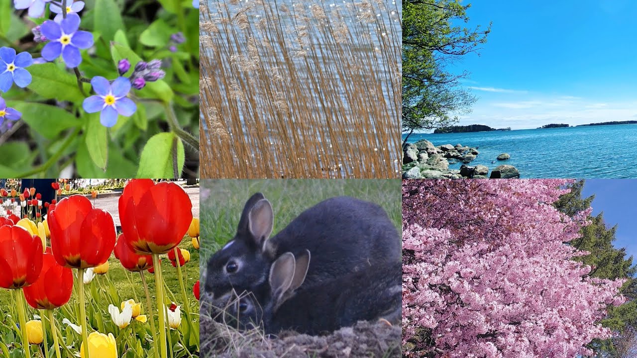 C'est le printemps !  YouTube