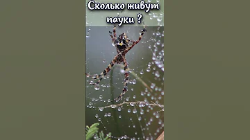 Сколько живут обычные пауки в доме? #shorts