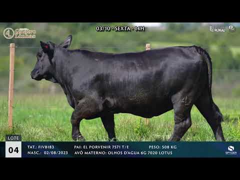 LOTE 004