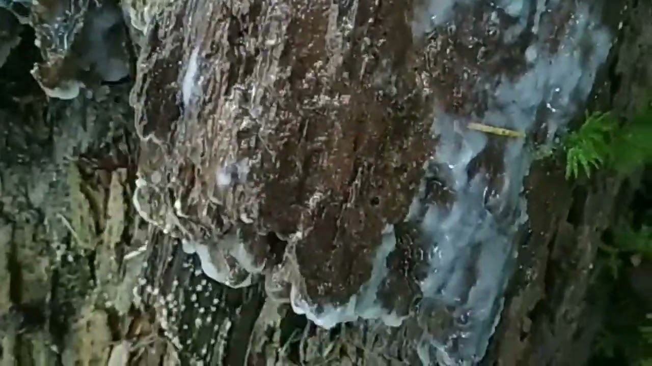 Fairy Puke Lichen (Icmadophila ericetorum)