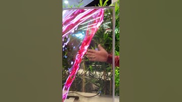 RCA transparent OLED TV￼