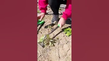 unique farming tool for removing weeds in the garden #shorts