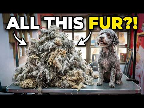 You Won't Believe What Was Under This Lagotto's Coat (Years of Neglect)