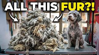 You Won't Believe What Was Under This Lagotto's Coat (Years of Neglect)