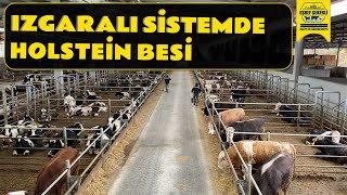 Izgaralı Sistemde Holstein Besi #Holstein