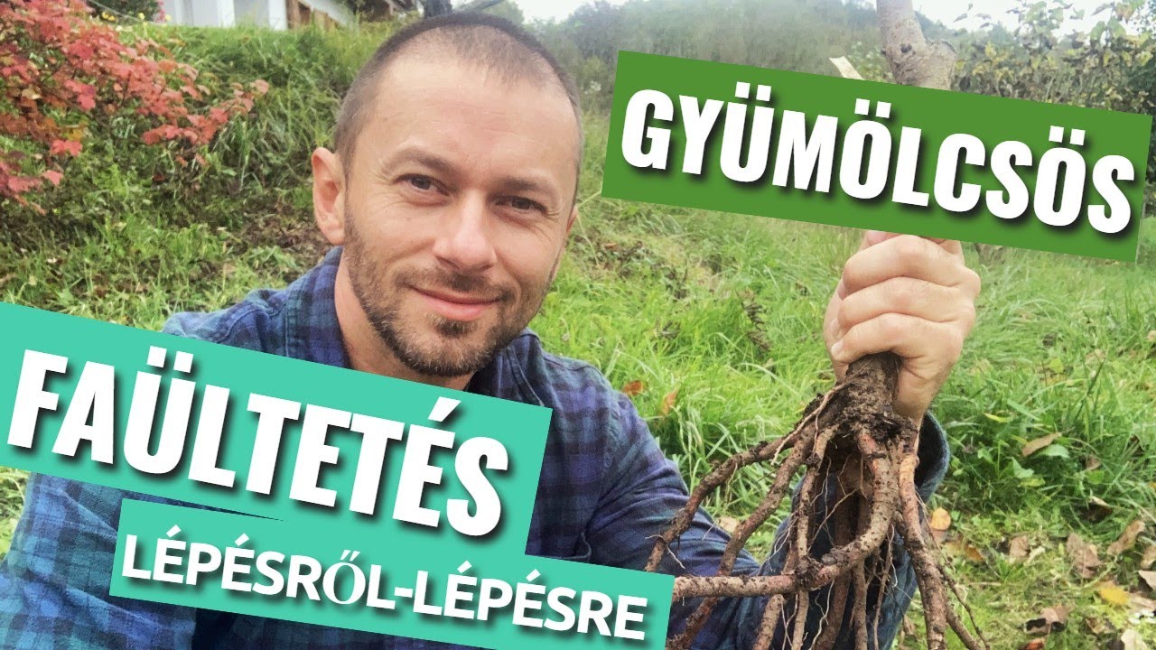 Gyümölcsfa ültetés egyszerűen, lépésről-lépésre