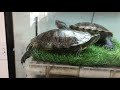 Red Eared Slider Turtle Lays Eggs (Not a guide to build a nest)