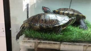Red Eared Slider Turtle Lays Eggs (Not a guide to build a nest)