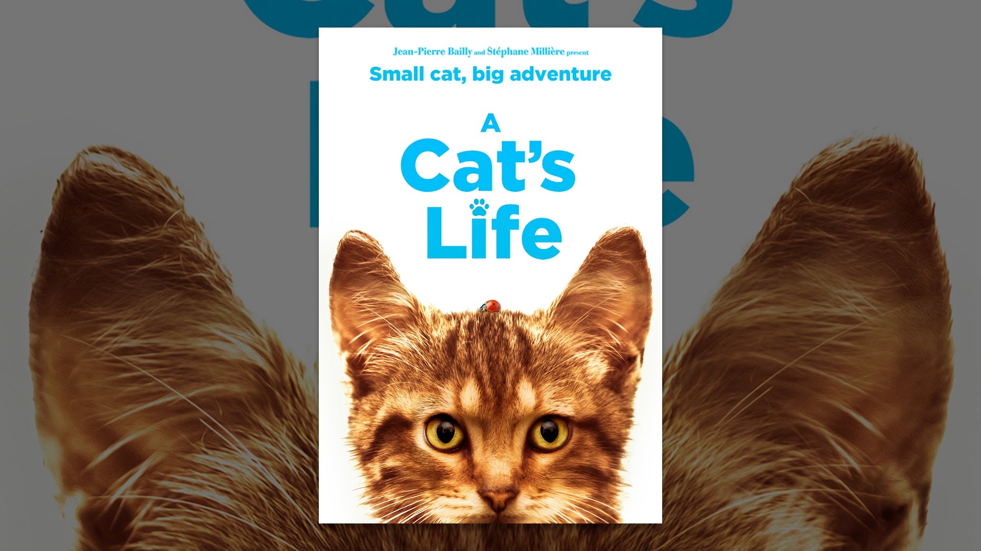 A Cat's Life