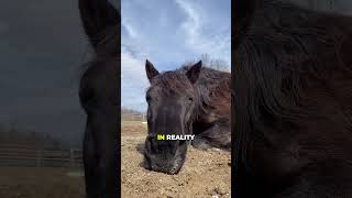 Why Do Horses Sit Down Like This? 🤯