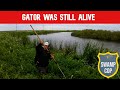 Gator Still Alive?  - You be the judge.